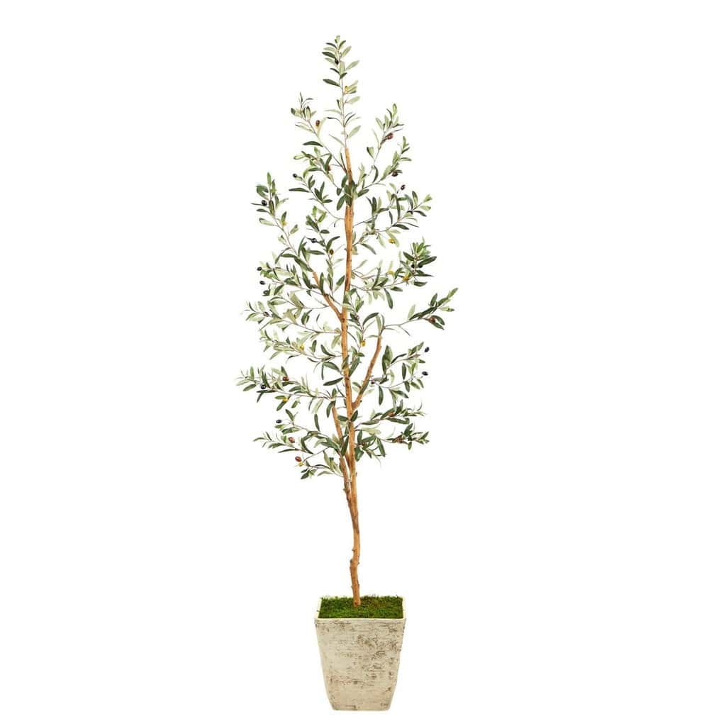 70” Olive Artificial Tree in Country White Planter | Rental