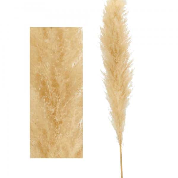 Decostar™ Natural Boho Dried Pampas Grass Plumes - 60" - Natural | Rental