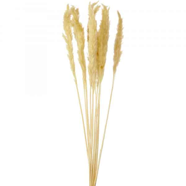 Decostar™ Natural Boho Dried Pampas Grass Plumes - 24" 10pc/bag - Natural | Rental