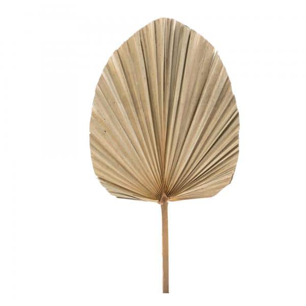 Decostar™ Dried Fan Palm Leaf - 19" | Rental